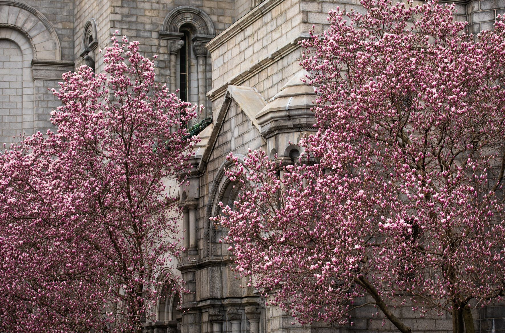 Spring blooms in St. Louis